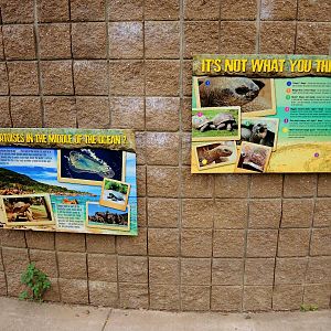 Aldabra Tortoise (Aldabrachelys gigantea) Exhibit