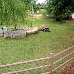 Aldabra Tortoise (Aldabrachelys gigantea) Exhibit