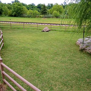 Aldabra Tortoise (Aldabrachelys gigantea) Exhibit