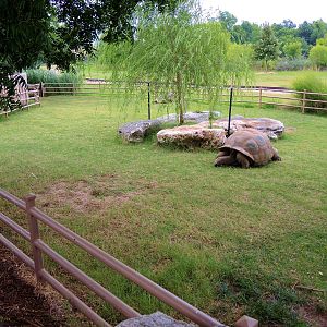 Aldabra Tortoise (Aldabrachelys gigantea) Exhibit