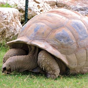 Aldabra Tortoise (Aldabrachelys gigantea) Exhibit