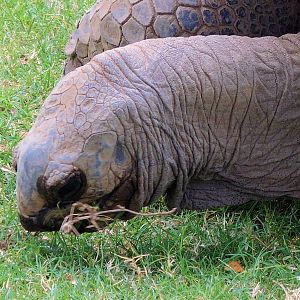 Aldabra Tortoise (Aldabrachelys gigantea) Exhibit