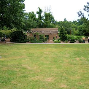 Aldabra Tortoise (Aldabrachelys gigantea) Exhibit