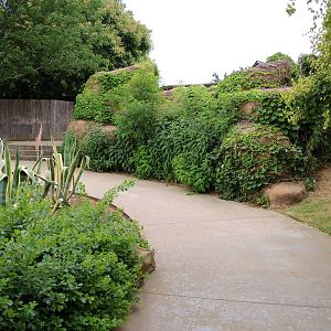 Painted Dog/Dik-Dik/Meerkat Area