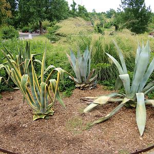 Painted Dog/Dik-Dik/Meerkat Area