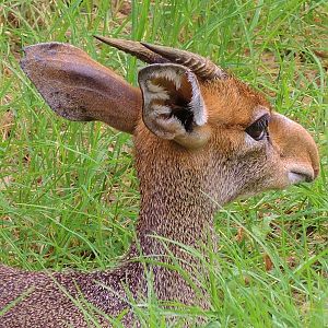 Painted Dog/Dik-Dik/Meerkat Area
