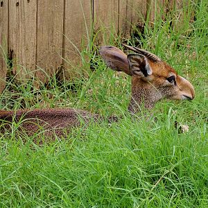 Painted Dog/Dik-Dik/Meerkat Area