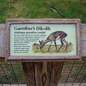 Painted Dog/Dik-Dik/Meerkat Area