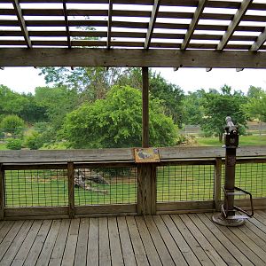 Painted Dog/Dik-Dik/Meerkat Area