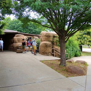 Painted Dog/Dik-Dik/Meerkat Area