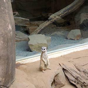 Painted Dog/Dik-Dik/Meerkat Area