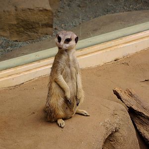 Painted Dog/Dik-Dik/Meerkat Area