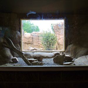 Painted Dog/Dik-Dik/Meerkat Area