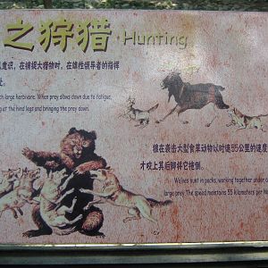 grey wolf (Canis lupus) signage