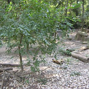 Cape hunting dog (Lycaon pictus) enclosure