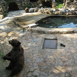 European brown bear (Ursus arctos) enclosure