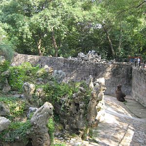 European brown bear (Ursus arctos) enclosure