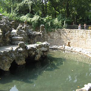 Himalayan brown bear (Ursus arctos isabellinus) enclosure