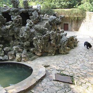 sun bear (Helarctos malayanus) enclosure