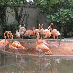 flamingo pool