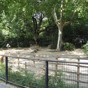 ostrich (Struthio camelus) enclosure