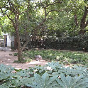 greater rhea (Rhea americana) enclosure