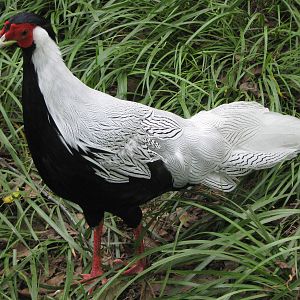 male silver pheasant (Lophura nycthemera)
