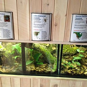 Arachnid Displays at Tropical World - 02/10/2013