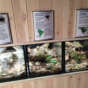 Arachnid Displays at Tropical World - 02/10/2013