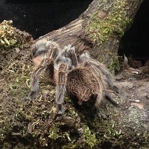 Chilean Rose Tarantula at Tropical World - 02/10/2013