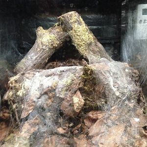 Brazilian Salmon Pink Bird-eating Tarantula at Tropical World - 02/10/2013