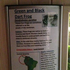 Green and Black Dart Frog Signage at Tropical World - 02/10/2013