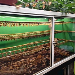 Butterfly Pupae at Tropical World - 02/10/2013
