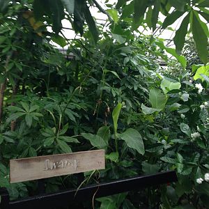 Swamp General View at Tropical World - 02/10/2013