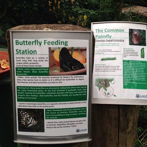 Butterfly Feeding Station at Tropical World - 02/10/2013