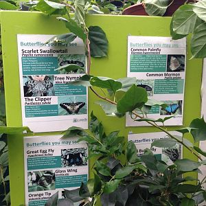 Butterfly Signage at Tropical World - 02/10/2013
