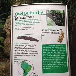 Owl Butterfly Signage at Tropical World - 02/10/2013