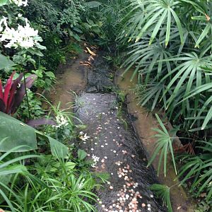 Stream at Tropical World - 02/10/2013