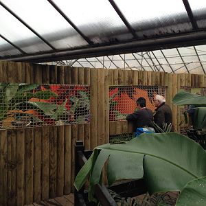 New Morelets Crocodile Exhibit at Tropical World - 02/10/2013