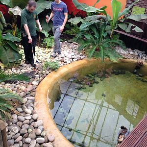 New Morelets Crocodile Exhibit at Tropical World - 02/10/2013