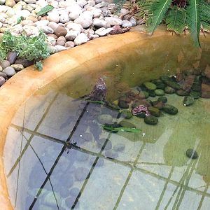 Morelets Crocodiles at Tropical World - 02/10/2013