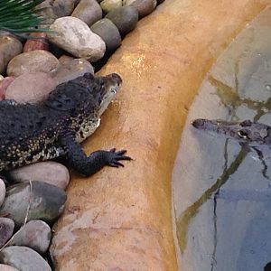 Morlets Crocodiles at Tropical World - 02/10/2013