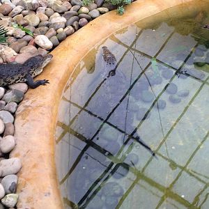 Morelets Crocodiles at Tropical World - 02/10/2013