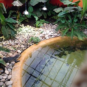 New Morelets Crocodile Exhibit at Tropical World - 02/10/2013