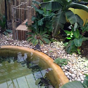 New Morelets Crocodile Exhibit at Tropical World - 02/10/2013