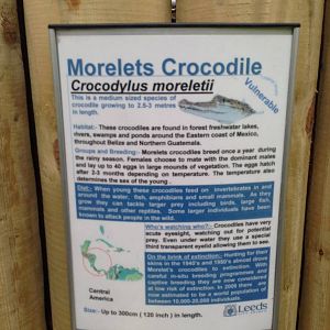 Morelets Crocodile Signage at Tropical World - 02/10/2013