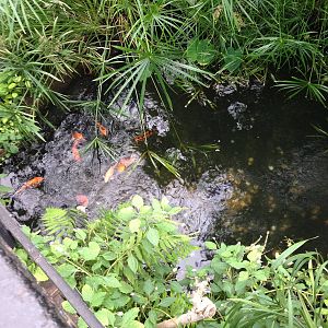 Koi Pond at Tropical World - 02/10/2013