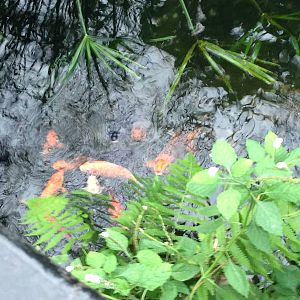 Koi Pond at Tropical World - 02/10/2013