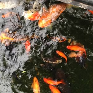 Koi Pond at Tropical World - 02/10/2013