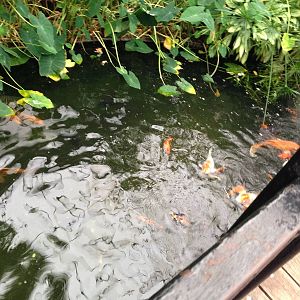 Koi Pond at Tropical World - 02/10/2013